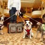 Pet-Friendly Hotels in Dubai