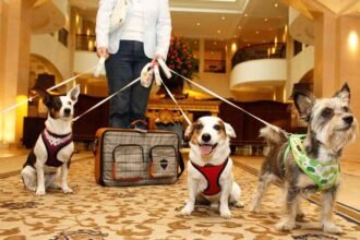Pet-Friendly Hotels in Dubai