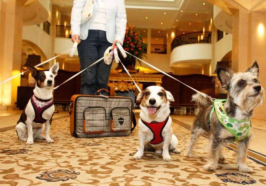 Pet-Friendly Hotels in Dubai